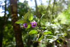 Howittia trilocularis