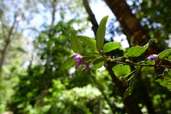 Howittia trilocularis