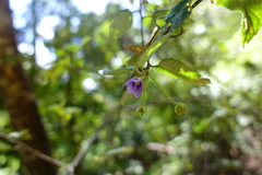 Howittia trilocularis