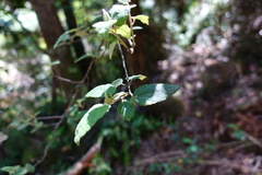 Howittia trilocularis