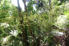 Howittia trilocularis