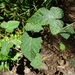 Rubus moluccanus trilobus - Photo (c) Wayne Martin, some rights reserved (CC BY-NC)