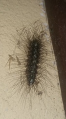 Lepidoptera