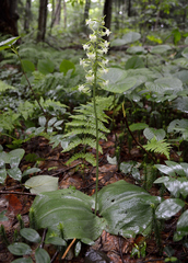 Platanthera macrophylla