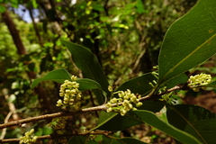 Notelaea ligustrina