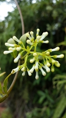 Danais rhamnifolia image