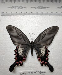 Papilio syfanius