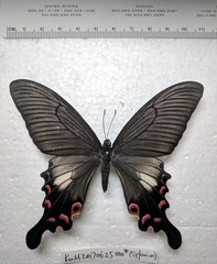 Papilio syfanius