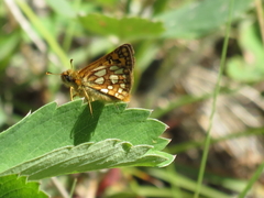 Carterocephalus skada