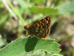 Carterocephalus skada
