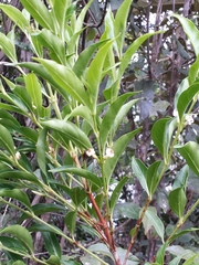 Tricalysia