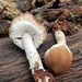 Psathyrella jilinensis - Photo (c) ym_wang_pnw, some rights reserved (CC BY-NC)
