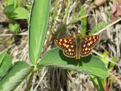 Carterocephalus skada