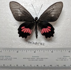 Parides neophilus