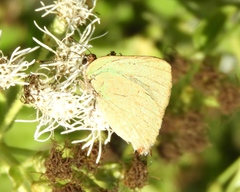 Cyanophrys herodotus