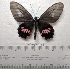 Parides neophilus