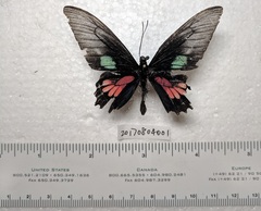 Parides neophilus