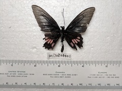 Parides neophilus
