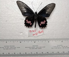 Parides neophilus