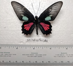 Parides neophilus