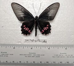 Parides neophilus