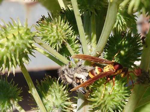 Horse Paper Wasp photo 4