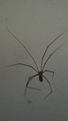 Pholcidae