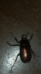 Coleoptera