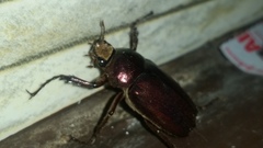 Coleoptera