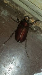 Coleoptera