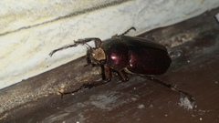 Coleoptera