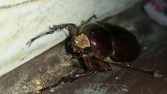 Coleoptera