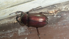 Coleoptera