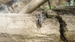 Naupactus rivulosus