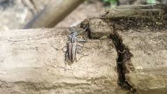 Naupactus rivulosus