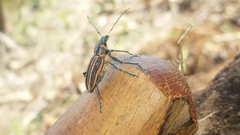 Naupactus rivulosus