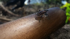 Naupactus rivulosus