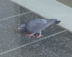 Columba livia domestica