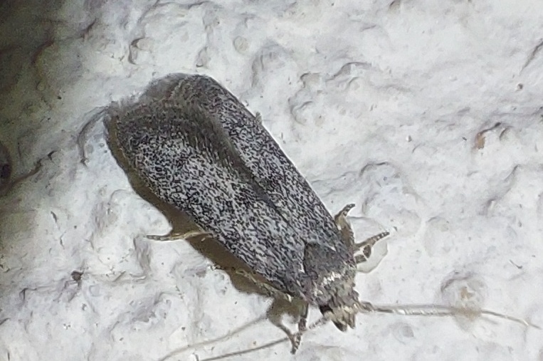 Tecmerium