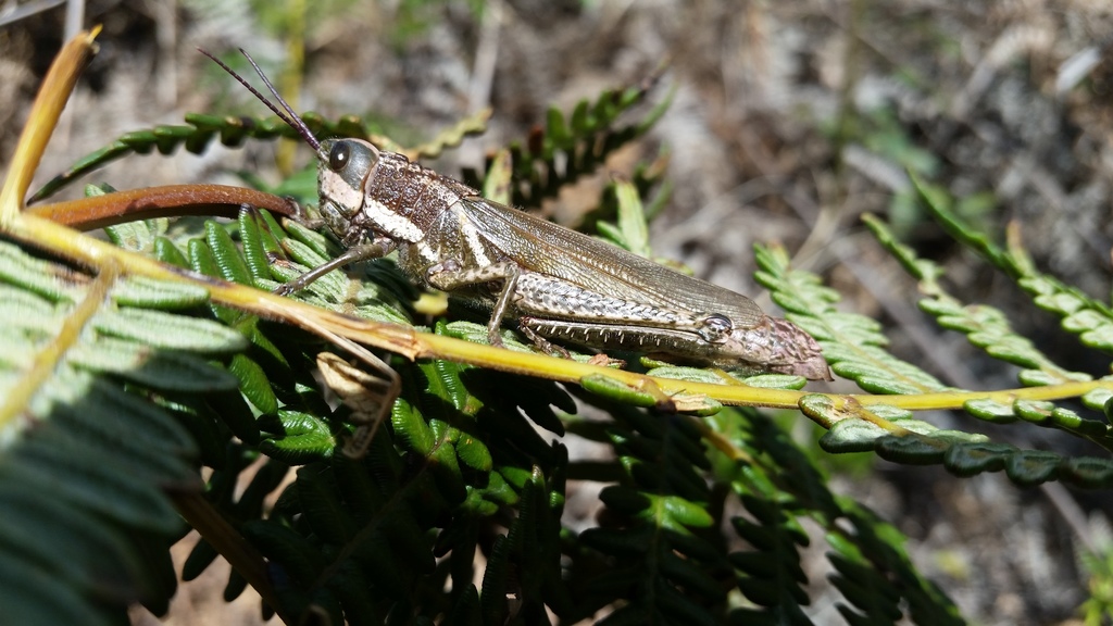 Zygoclistron ruschii