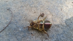 Coleoptera