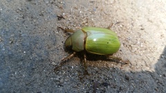 Coleoptera