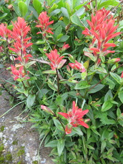 Castilleja miniata dixonii