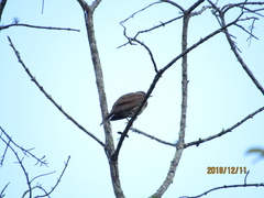 Turdus leucomelas