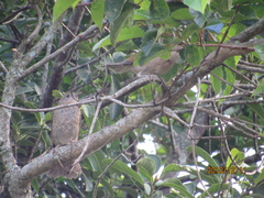 Turdus leucomelas