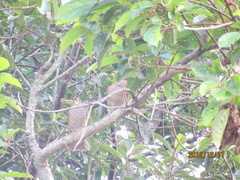 Turdus leucomelas