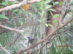 Thraupis ornata