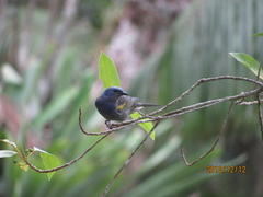 Thraupis ornata