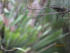 Thraupis ornata