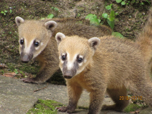 South American Coati